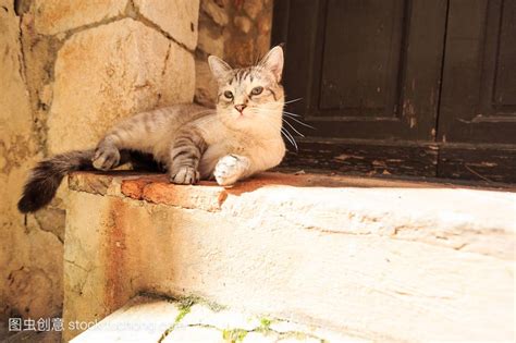 野猫死在家门口|陌生猫蹲在家门口预示着什么？探索这一现象的多重含义